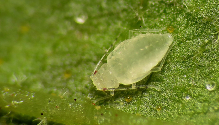 Phylloxera-2